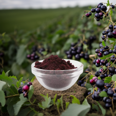 Svarta vinbärspulver (1 kg, EKO)